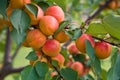 Apricots Royalty Free Stock Photo