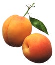 Apricots Royalty Free Stock Photo