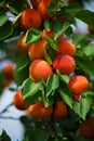 Apricots