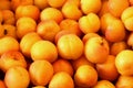 Apricots Royalty Free Stock Photo