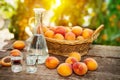 Apricots with apricot brandy in shot glass Royalty Free Stock Photo