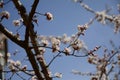 Early spring in the garden. Apricot buds are revealed. Apricot trees are blooming Royalty Free Stock Photo