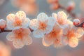 Apricots blossom in spring Royalty Free Stock Photo