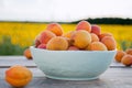 Apricots in a bowl on the background of nature