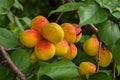 Apricots. Branch of an apricot tree with ripe apricots. A bunch of ripe apricots branch in sunlight. Royalty Free Stock Photo