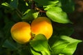 Branch of an apricot tree with ripe apricots. A bunch of ripe apricots branch in sunlight. Ripe apricots grow on a Royalty Free Stock Photo