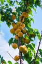 Branch of an apricot tree with ripe apricots. A bunch of ripe apricots branch in sunlight. Ripe apricots grow on a Royalty Free Stock Photo