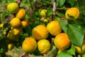 Branch of an apricot tree with ripe apricots. A bunch of ripe apricots branch in sunlight. Ripe apricots grow on a Royalty Free Stock Photo