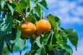 Branch of an apricot tree with ripe apricots. A bunch of ripe apricots branch in sunlight. Ripe apricots grow on a Royalty Free Stock Photo