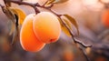 Organic Architecture: Tonalist Still-life Of Apricot With Water Droplets