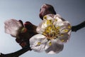 Apricots are bright and beautiful flowers