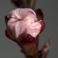 Apricots are bright and beautiful flowers