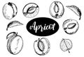 Apricots collection hand drawn illustration. Isolated on white background. Apricot fruit. Abstract minimal vector Royalty Free Stock Photo