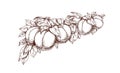 Apricots growing on tree branch, outlined engraved drawing. Contoured etched fruits bunch, cluster and leaves hanging