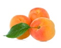 Apricots with leaf Royalty Free Stock Photo