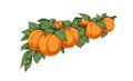 Apricots, orange fruits bunch and leaves hanging, growing on tree branch. Vintage-styled drawing, fresh natural ripe