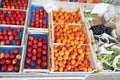 apricots peaches and grapes for sale Royalty Free Stock Photo