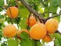 Apricots Royalty Free Stock Photo