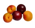 Apricots and plums on white - vector