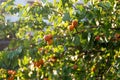 Apricots ripen in garden in the Wachau valley