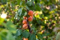 Apricots ripen in garden in the Wachau valley