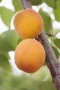 Apricots ripen on the tree Royalty Free Stock Photo