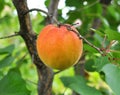 Apricots are ripening on a tree branch Royalty Free Stock Photo