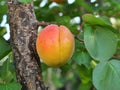 Apricots are ripening on a tree branch Royalty Free Stock Photo