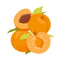 Apricots, summer ripe fruit with green leaves, isolated whole yellow fruit, cut in half