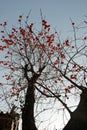 Apricots tree