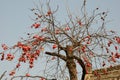 Apricots tree Royalty Free Stock Photo