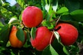 Apricots on tree Royalty Free Stock Photo