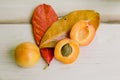 Apricots in white bowl with hand painted leaves