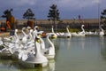 26 April 2018 Bangor Northern Ireland. Swan themed pedalos for hire in the popular Pickie Centre sit empty on a cool spring morni Royalty Free Stock Photo