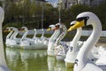 26 April 2018 Bangor Northern Ireland. Swan themed pedalos for hire in the popular Pickie Centre empty on a cool spring morning Royalty Free Stock Photo