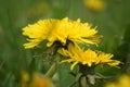 April in the Biebrza Valley, dandelion flower after morning rain