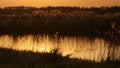 April in the Biebrza valley, spring evening on the river, reeds