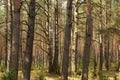 April in the Biebrza Valley, spring landscape in the forest