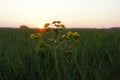 April in the Biebrza valley, spring meadow, marsh-marigold