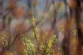 April in the Biebrza valley, young flowers and willow leaves Royalty Free Stock Photo