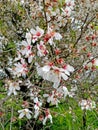 April blooming almond tree with delicate white and pink flowers