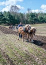 Working with plow horses at an event