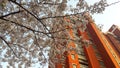 In April, a cherry blossom avenue in Pudong, Shanghai