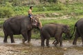 April 9, 2017-Chiang mai, Thailand:Mahouts riding an elephants walking in the river