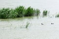 Reeds in the wetland in April.