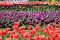 2019111237Ã¯Â¼Å¡Colorful tulips in the botanical garden