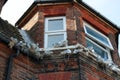 14 April 2023 - England, UK: Seagulls nesting on windowsill of old house Royalty Free Stock Photo