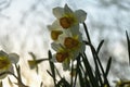 April, the first spring flowers, white and yellow daffodils in a green garden on a sunny meadow. Narcissus.