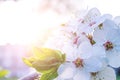 April floral nature. Spring blossom and may flowers background. Branches of blossoming apricot macro with soft focus on Royalty Free Stock Photo