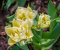 Elegant double Creme Upstar tulips Royalty Free Stock Photo